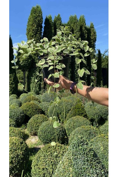 Барвинок большой Вариегата - 3л/вис.15-20см/Ø60-80см